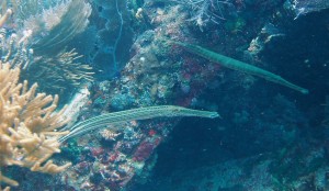 Two Trumpet Fish